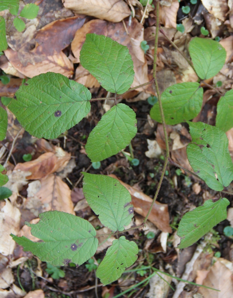 Image of Rubus hirtus specimen.