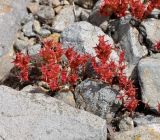 Sedum cespitosum. Плодоносящие растения. Республика Кипр, Троодос (Τρόοδος), 1550 м н.у.м., каменистый склон. 30.04.2019.