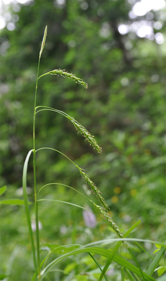 Изображение особи Carex sylvatica.