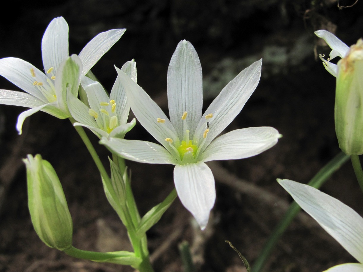 Изображение особи Ornithogalum sintenisii.