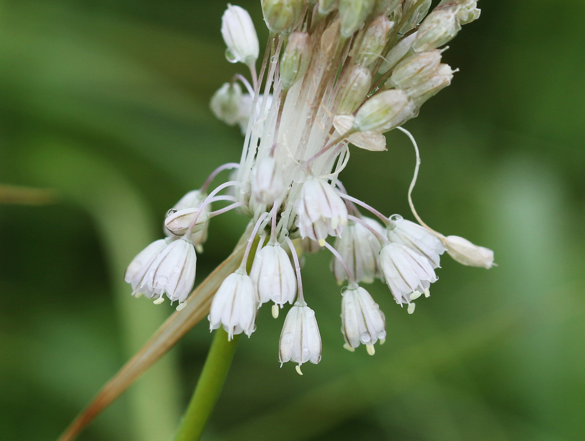 Image of Allium paniculatum specimen.