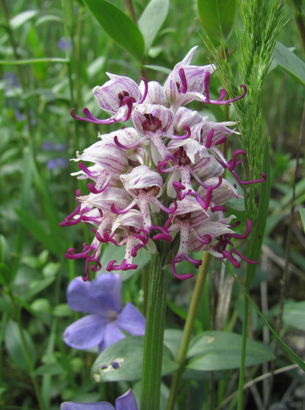 Image of Orchis simia specimen.