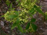 Ptelea trifoliata