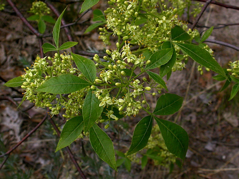 Изображение особи Ptelea trifoliata.