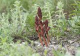 Orobanche alba subspecies xanthostigma. Цветущие растения. Краснодарский край, м/о г. Новороссийск, окр. пос. Верхнебаканский, гора Раевская, задернованное скальное обнажение. 18.05.2019.