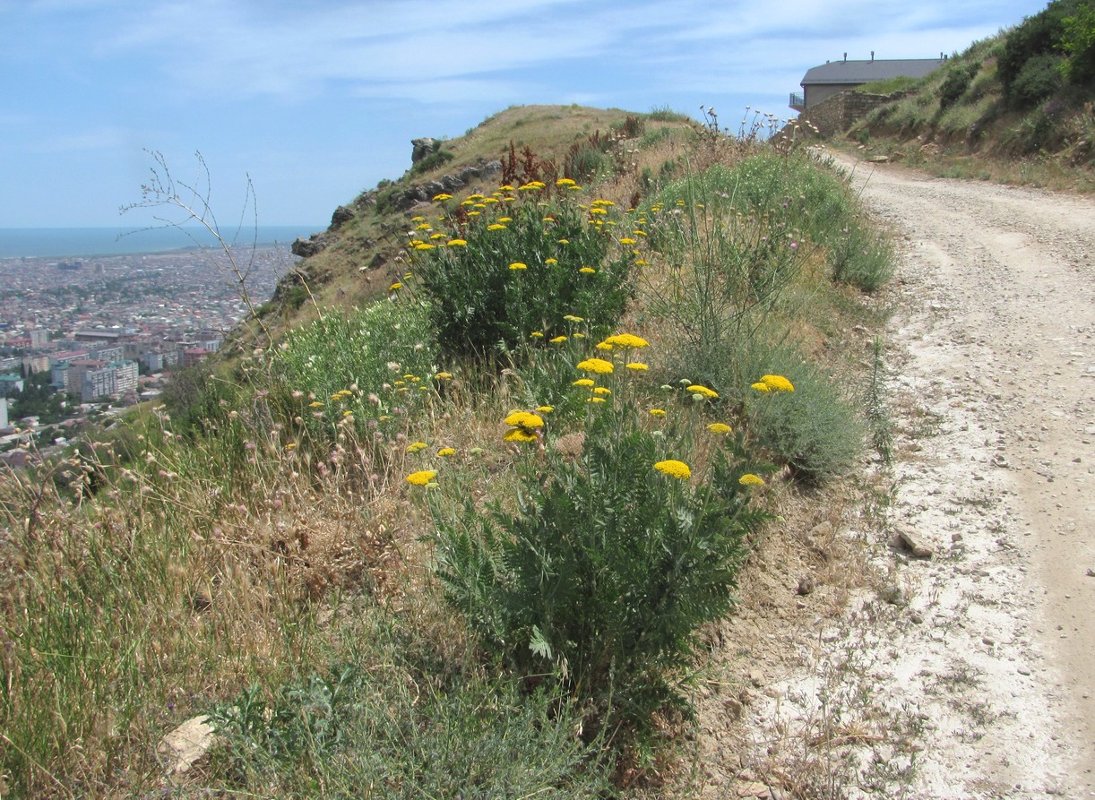 Image of Achillea filipendulina specimen.