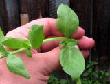 Stellaria media