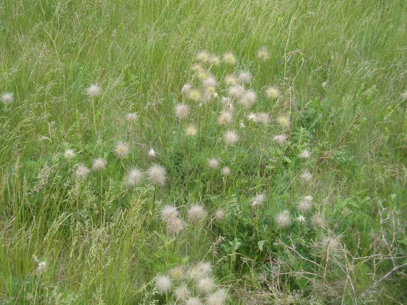 Изображение особи Pulsatilla ucrainica.