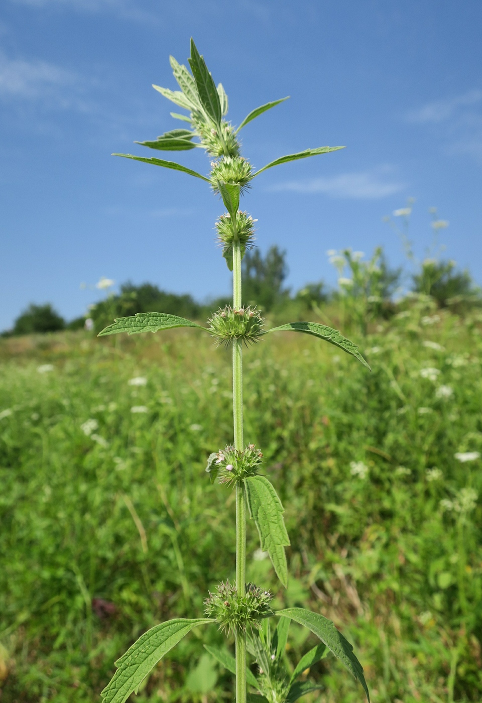 Изображение особи Chaiturus marrubiastrum.