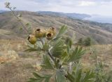 Crataegus orientalis. Верхушка побега с соплодием. Южный берег Крыма, окр. с. Приветное, гора Казах, каменистая степь с отдельно стоящими деревцами. 24.07.2019.