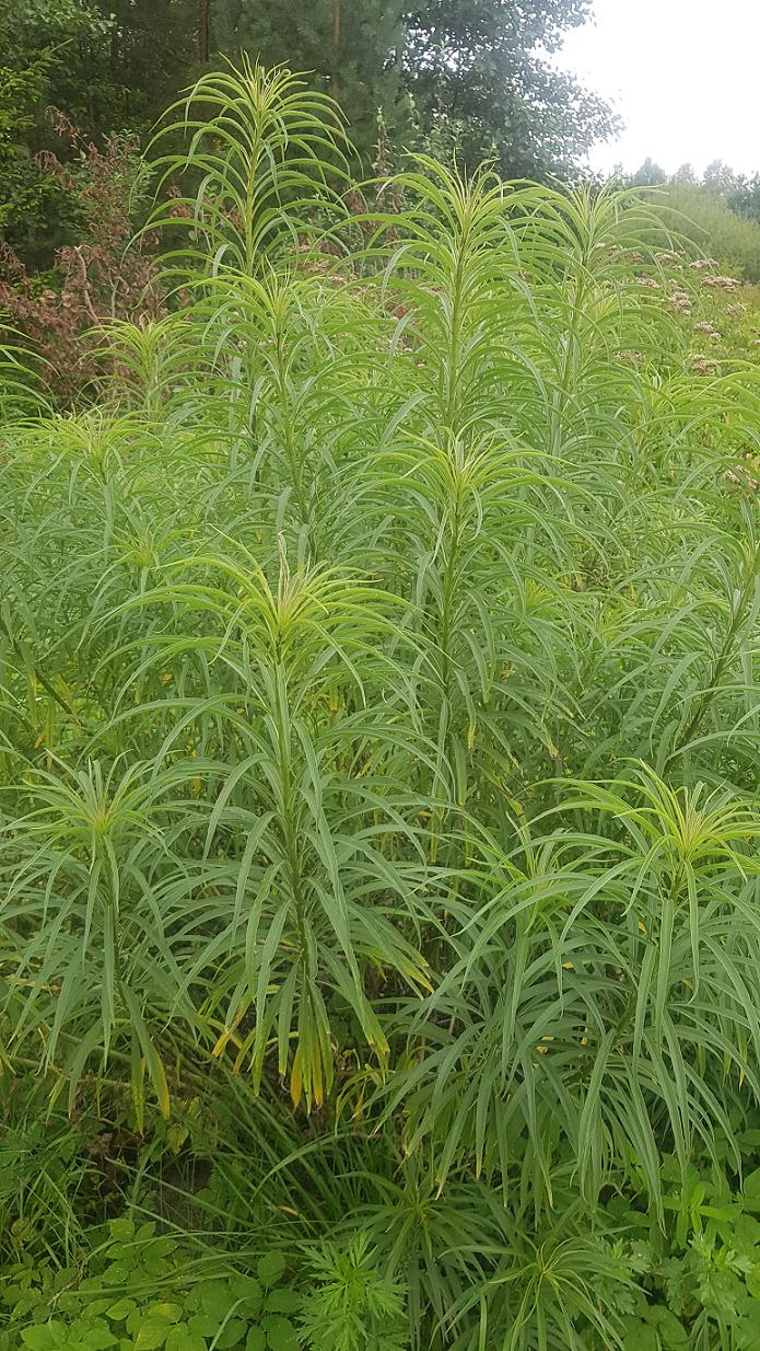 Изображение особи Helianthus salicifolius.