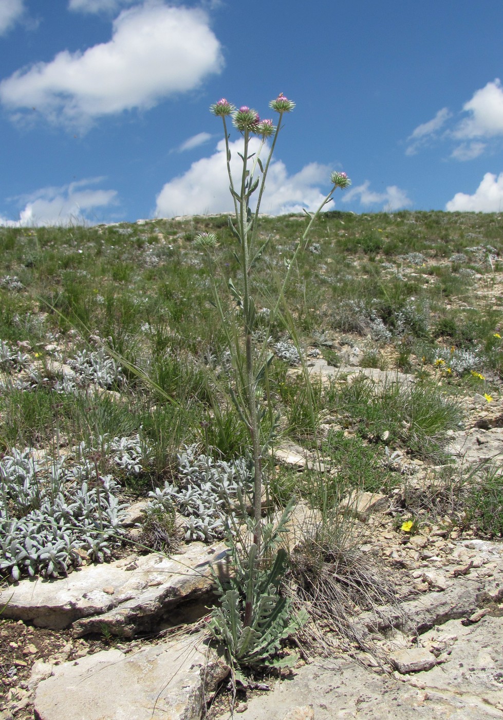 Image of Jurinea ruprechtii specimen.