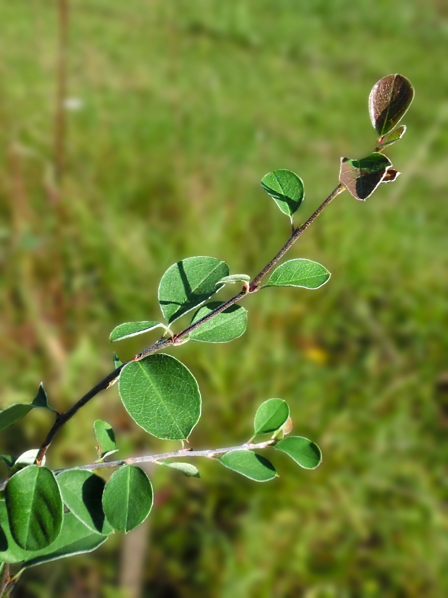 Image of Cotoneaster racemiflorus specimen.