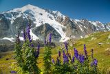 Aconitum decipiens