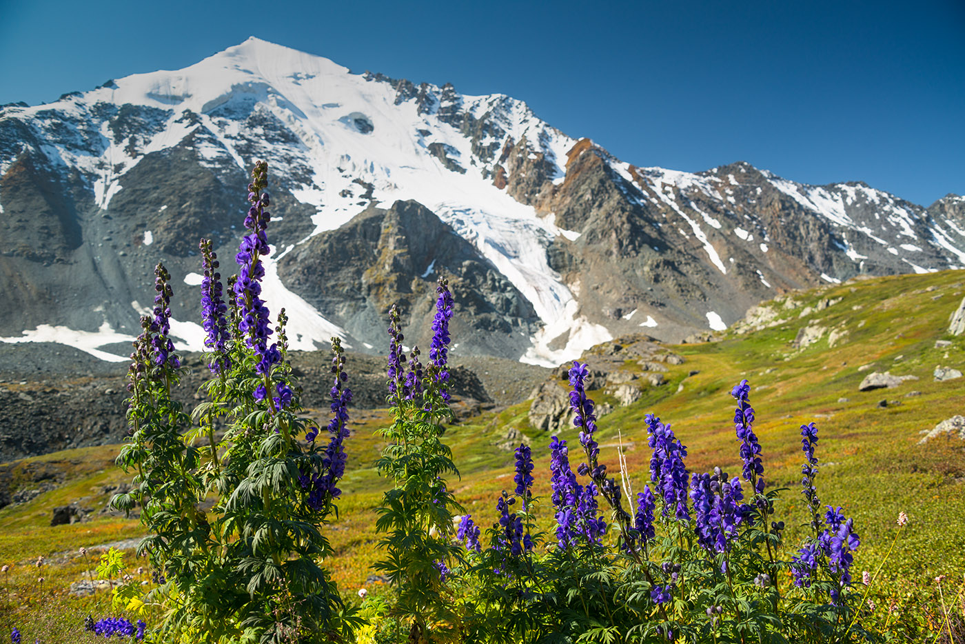 Изображение особи Aconitum decipiens.