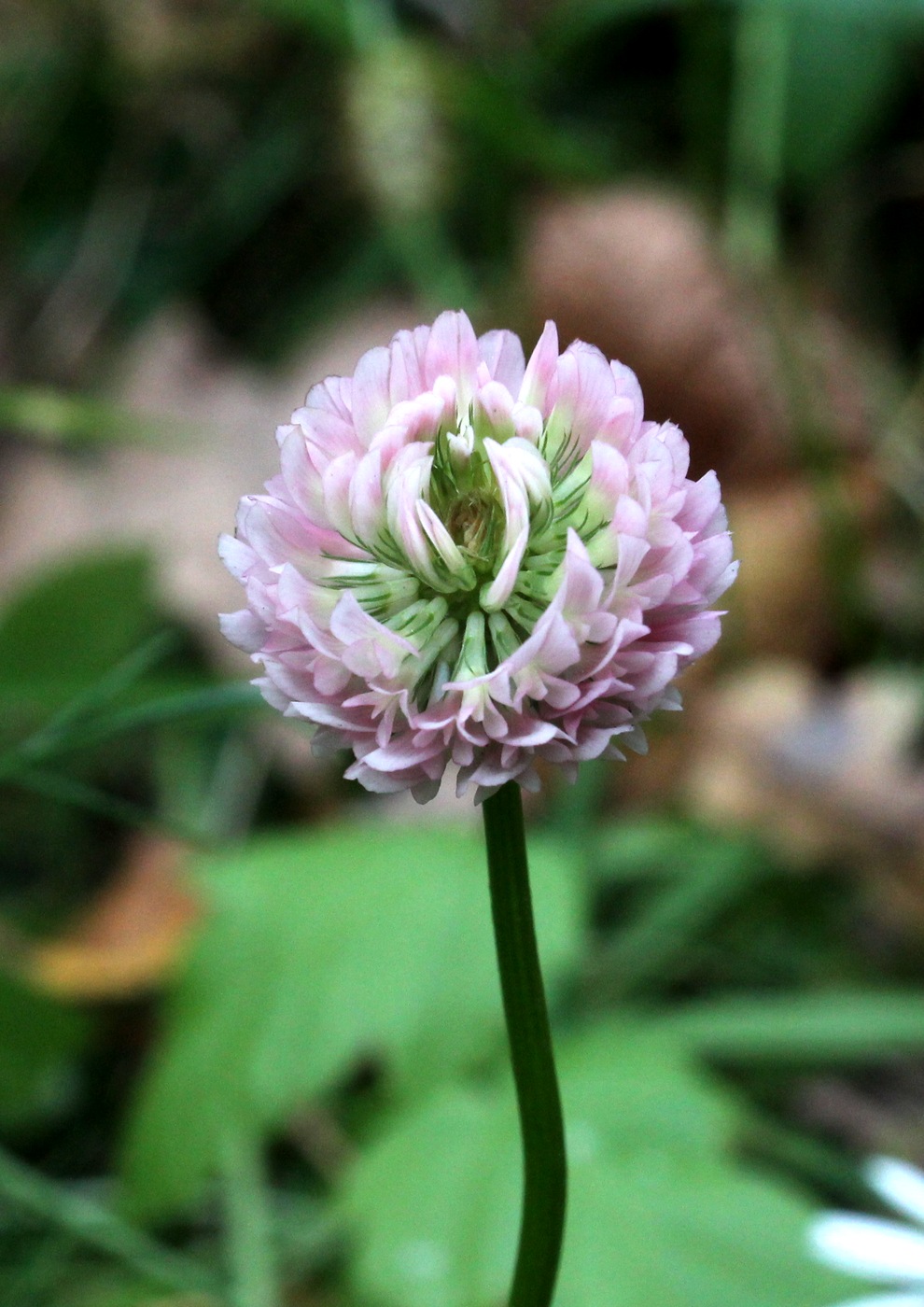 Изображение особи Trifolium hybridum.