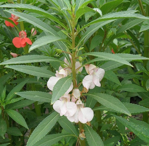 Image of Impatiens balsamina specimen.