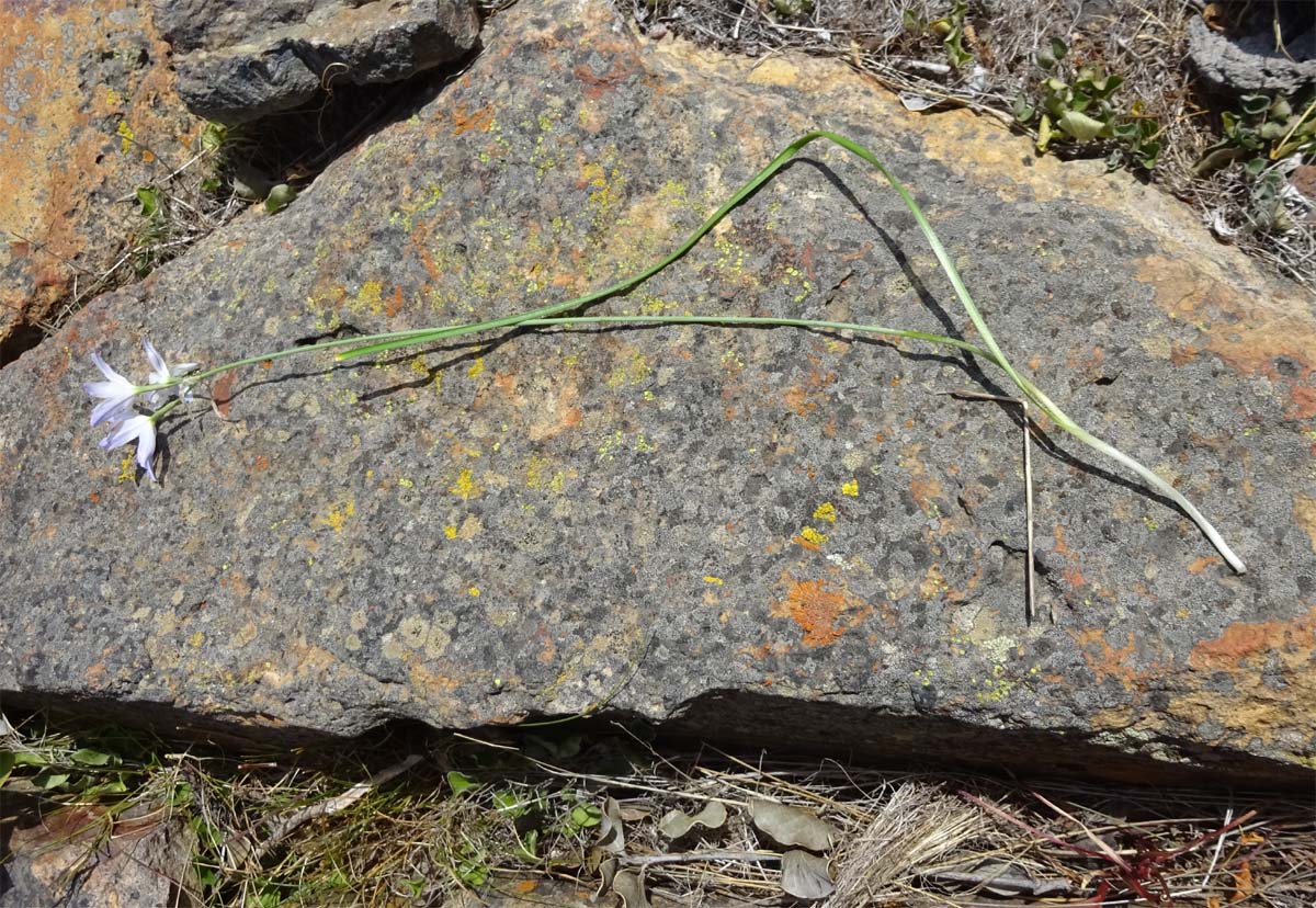 Image of Leucocoryne coquimbensis specimen.