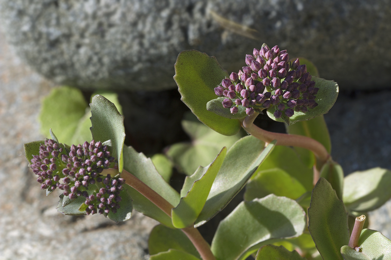 Изображение особи Hylotelephium triphyllum.