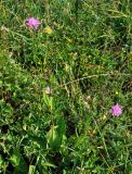 genus Knautia