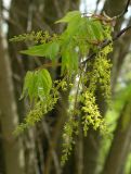 Acer cissifolium