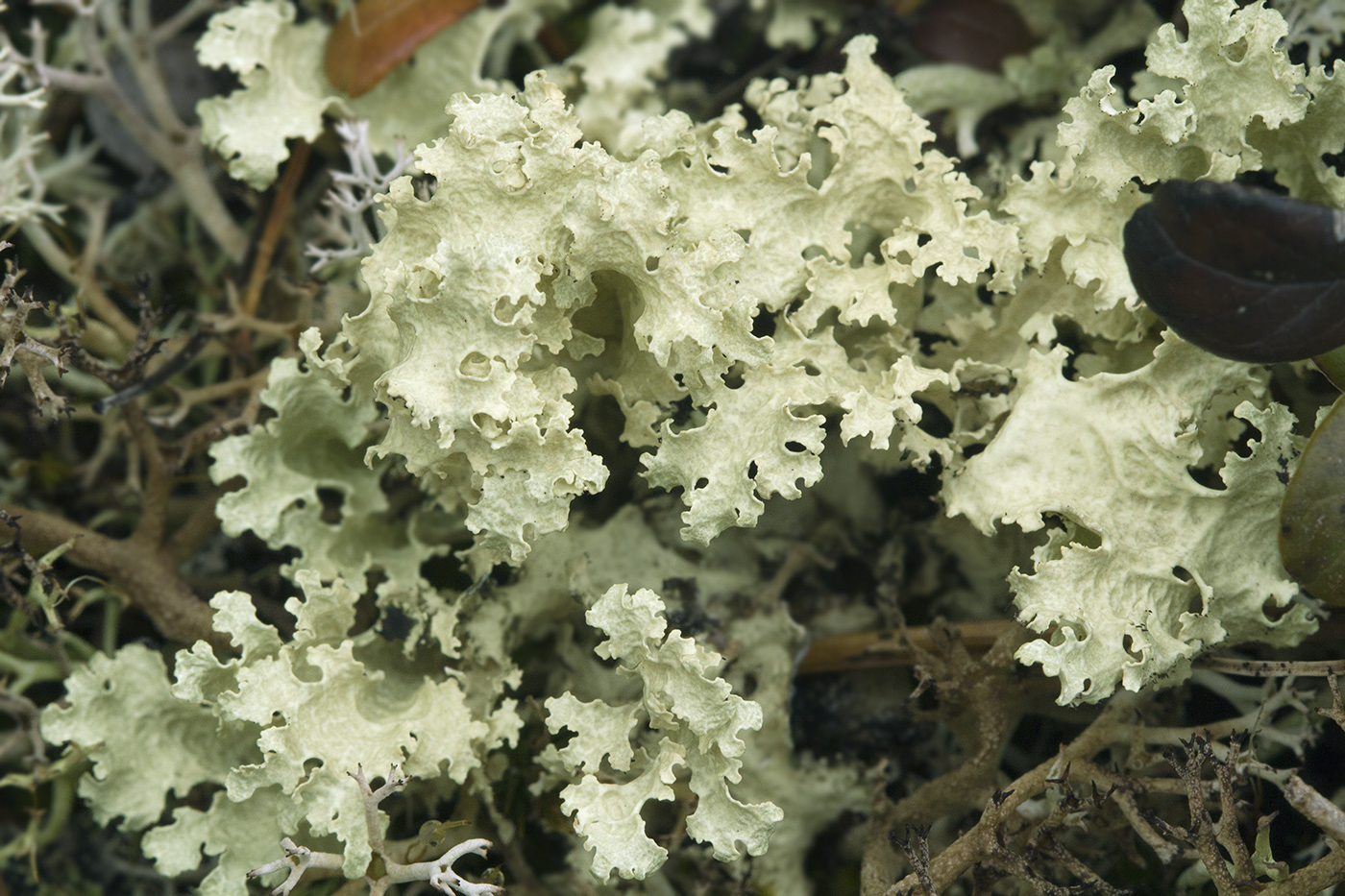 Image of Flavocetraria nivalis specimen.