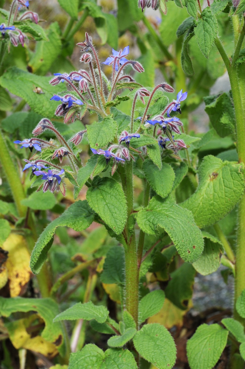 Image of Borago officinalis specimen.