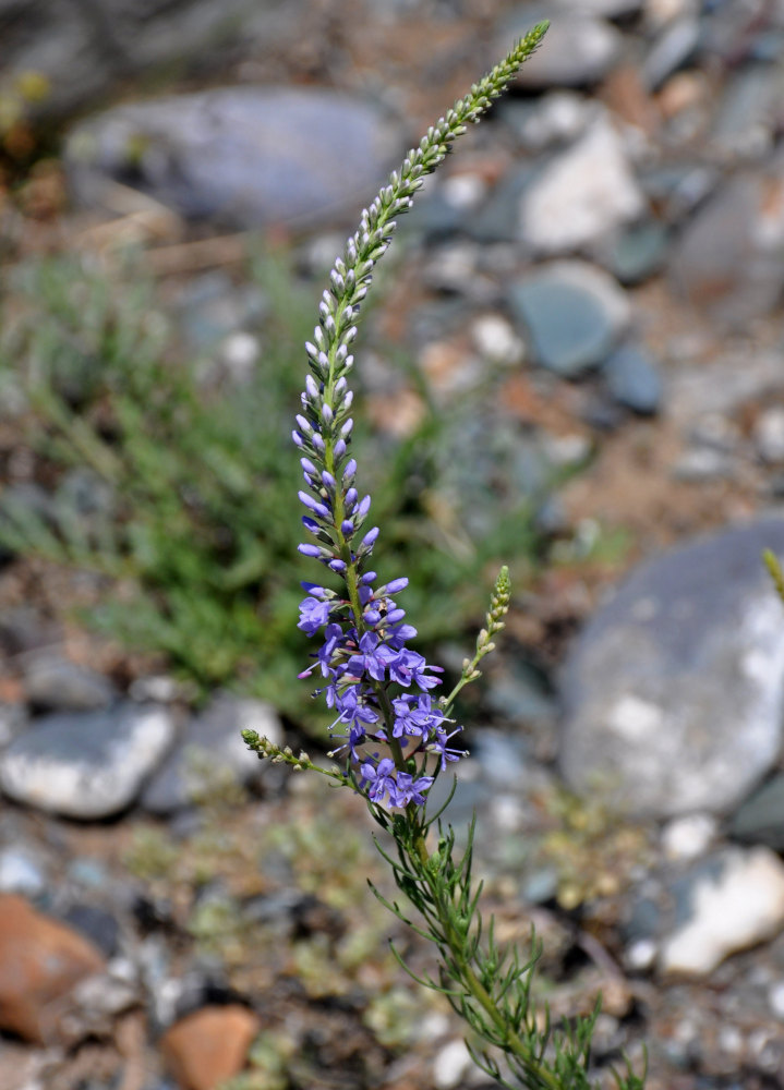 Изображение особи Veronica pinnata.