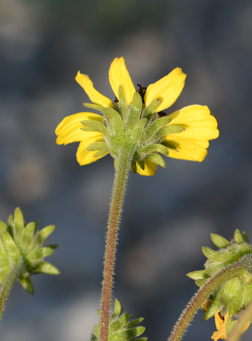 Image of genus Encelia specimen.