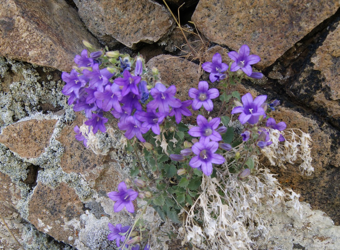 Image of Campanula bayerniana specimen.