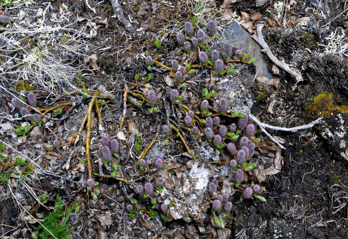 Image of genus Salix specimen.