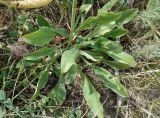 Goniolimon eximium