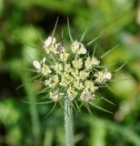 Tordylium trachycarpum