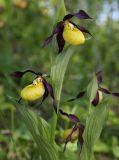 Cypripedium calceolus. Цветущие растения. Ленинградская обл., Гатчинский р-н, окр. пос. Пудость, на краю редкого ельника. 03.06.2018.