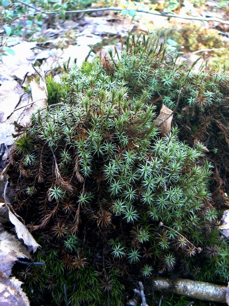 Изображение особи Polytrichum juniperinum.