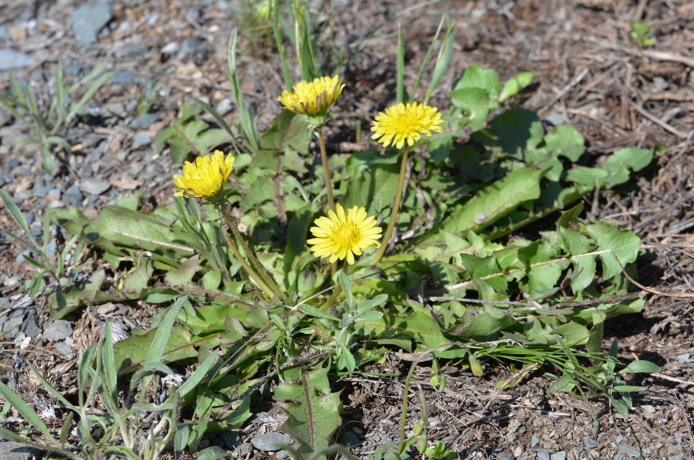 Изображение особи род Taraxacum.