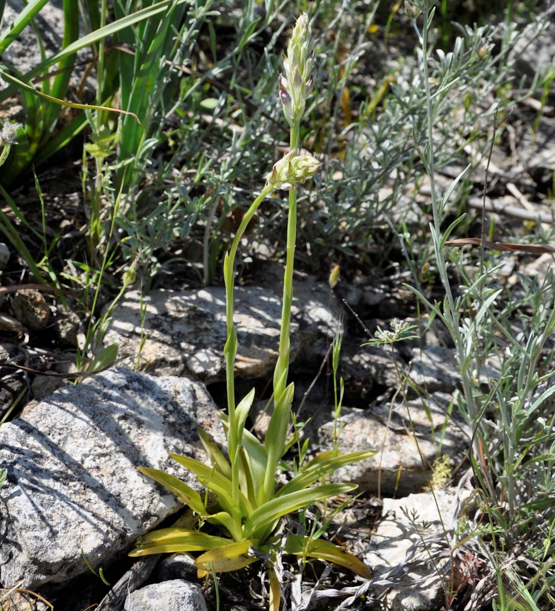 Image of Anacamptis coriophora ssp. fragrans specimen.