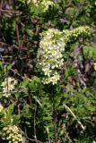 Spiraea hypericifolia. Верхушка цветущей ветви. Казахстан, Туркестанская обл., хр. Таласский Алатау, долина р. Жабаглы, ≈ 1300 м н.у.м., на сухом южном склоне. 22 апреля 2020 г.