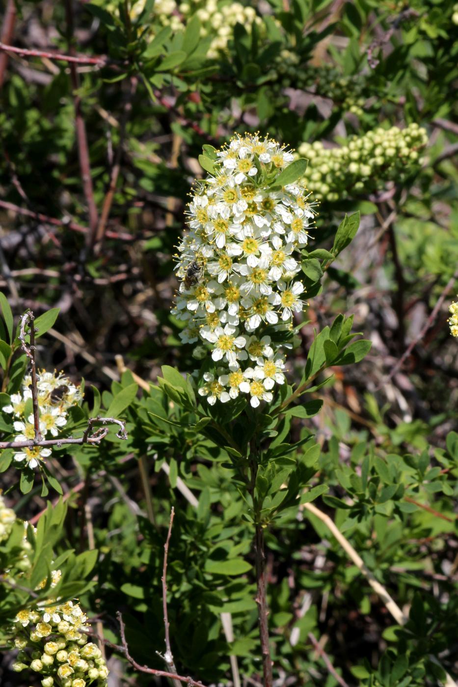 Изображение особи Spiraea hypericifolia.