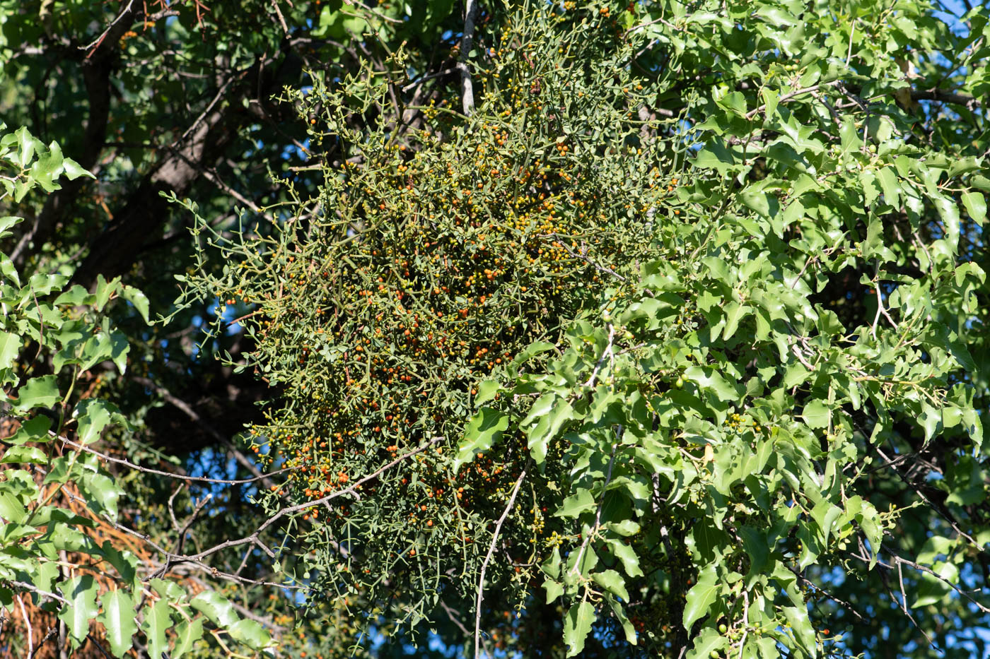 Изображение особи Viscum rotundifolium.