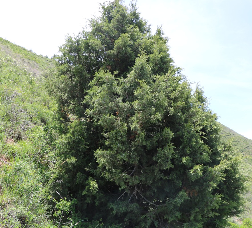 Image of Juniperus polycarpos specimen.