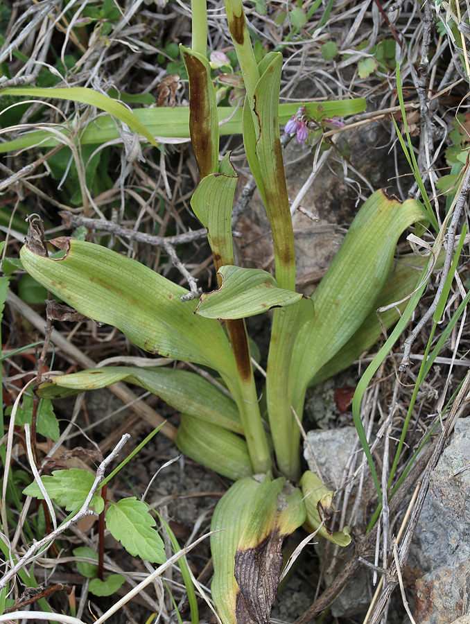 Изображение особи Ophrys &times; aghemanii.
