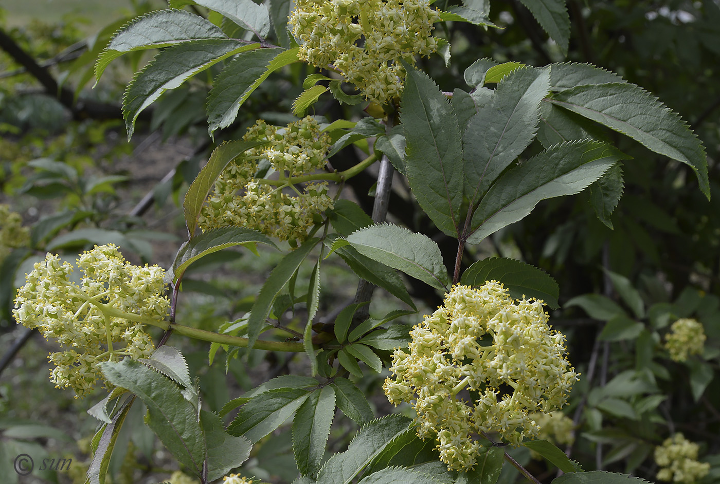 Изображение особи Sambucus racemosa.