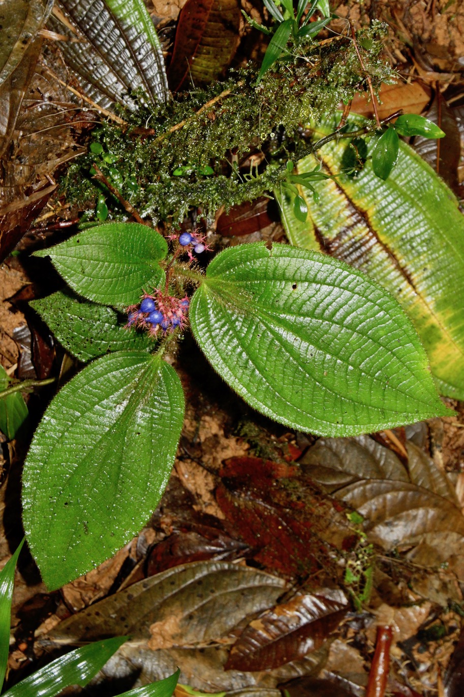 Image of Miconia taurina specimen.