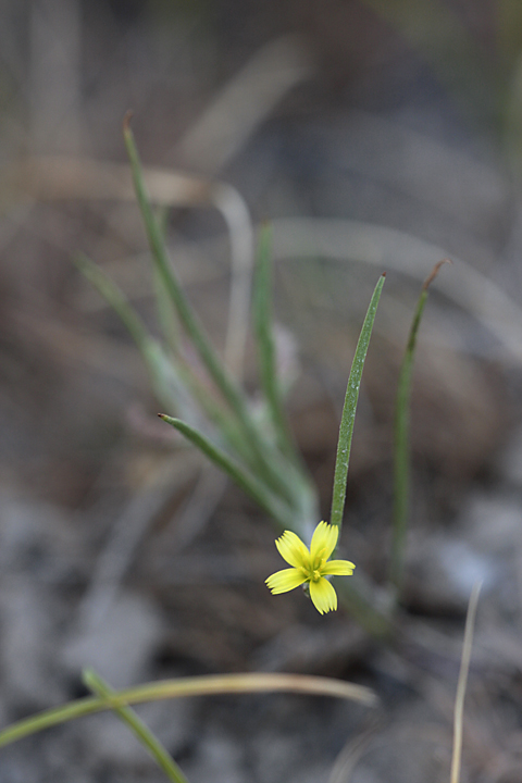 Image of Koelpinia linearis specimen.