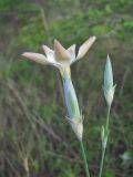 Dianthus lanceolatus. Цветок (вид сбоку). Краснодарский край, окр. г. Новороссийск, нагорная степь. 31.05.2020.