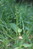 Dactylorhiza viridis. Цветущее растение. Крым, Ай-Петринская яйла, ур. Горохова дача. 02.07.2020.