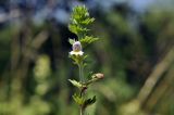 Euphrasia maximowiczii