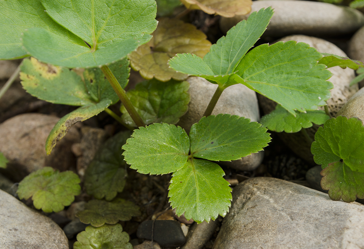 Изображение особи Archangelica officinalis.