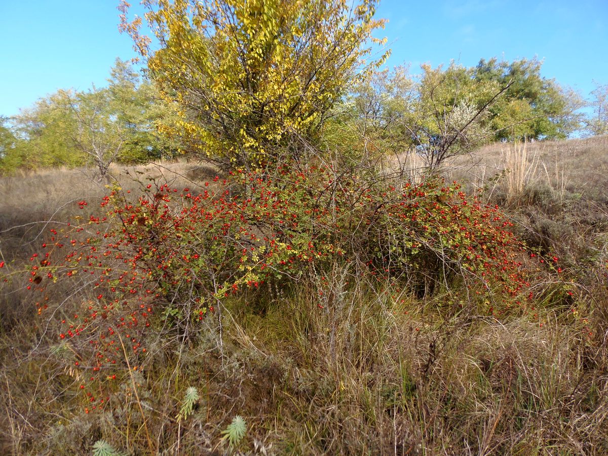 Image of Rosa rubiginosa specimen.